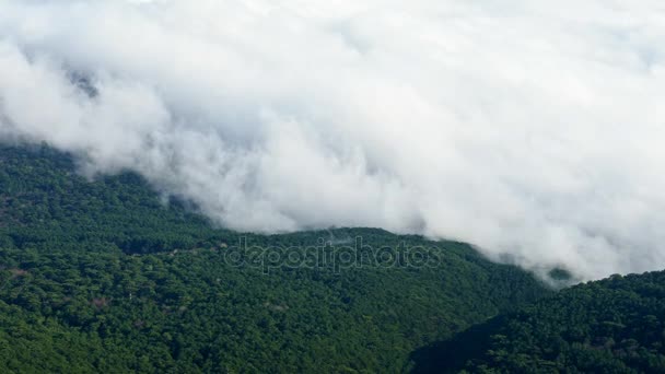 Forêt entourée de nuages — Video