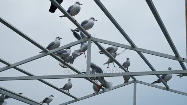 Stado ptaków siedzi na budowę — Wideo stockowe