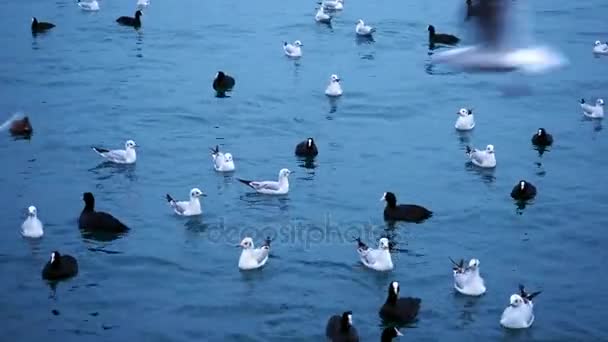 Stado ptaków, pływające i latające — Wideo stockowe