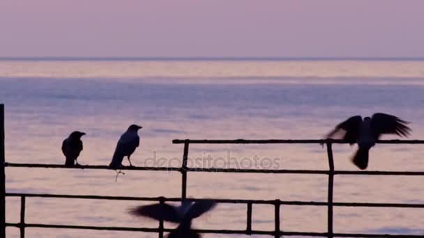 Pájaros flotando y volando — Vídeos de Stock