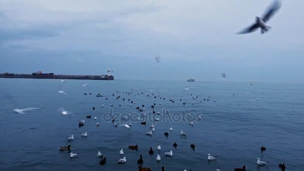 Un troupeau d'oiseaux flottant et volant — Video