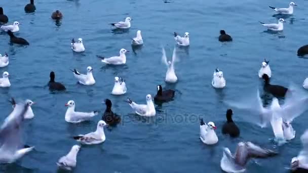 A flock of birds floating and flying — Stock Video