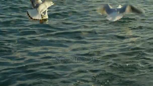 Un troupeau d'oiseaux flottant et volant — Video