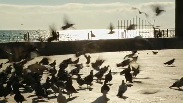 A flock of pigeons chasing food — Stock Video