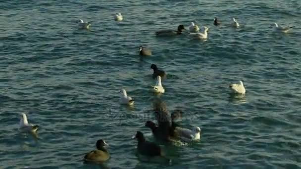 Stado ptaków, pływające i latające — Wideo stockowe