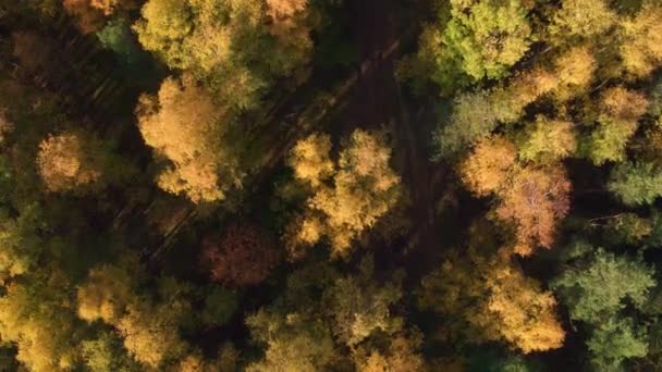 Vista aérea superior Outono floresta mista — Vídeo de Stock