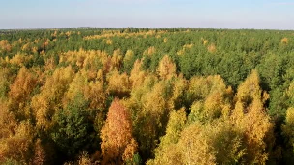 Вид сверху с воздуха осенний смешанный лес — стоковое видео