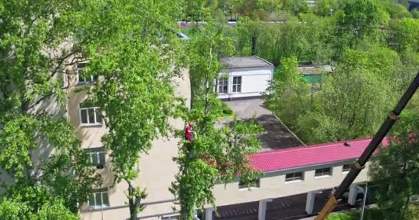 Aerial shooting arborist saws trees at summer — Stock Video