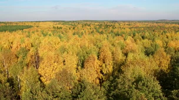 Aerial top view autumn mixed forest — 비디오