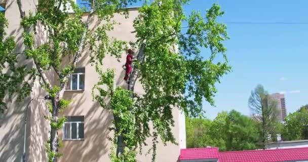 Aerial shooting arborist saws trees at summer — Stock Video