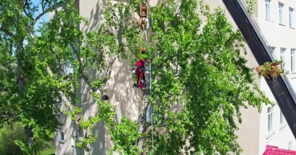 Aerial shooting arborist saws trees at summer — Stock Video