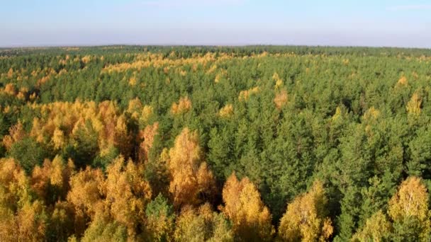 Bovenaanzicht vanuit de lucht herfst gemengd bos — Stockvideo