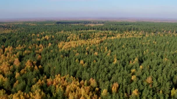 Вид сверху с воздуха осенний смешанный лес — стоковое видео