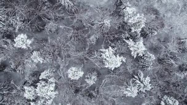 Inverno foresta innevata di giorno vista aerea dall'alto — Video Stock