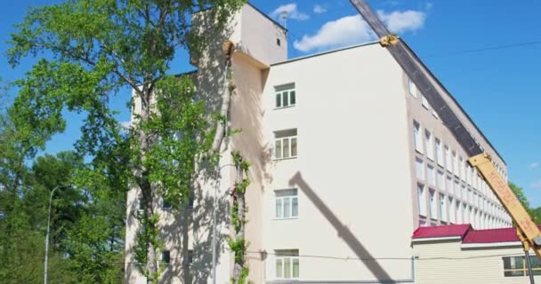 Arborista tiro aéreo serra árvores no verão — Vídeo de Stock
