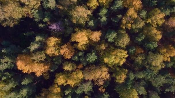 Aerial top view autumn mixed forest — Stock Video