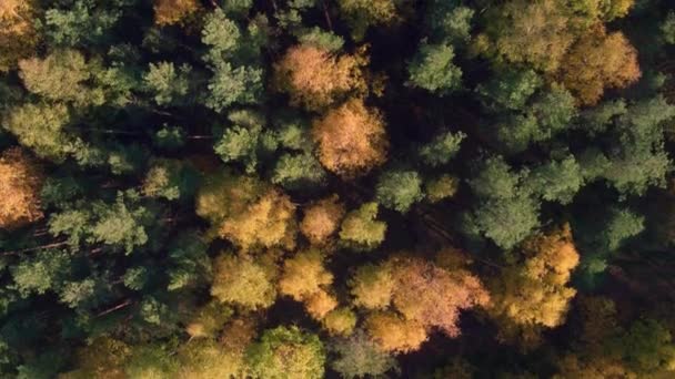 Vue aérienne du dessus automne forêt mixte — Video
