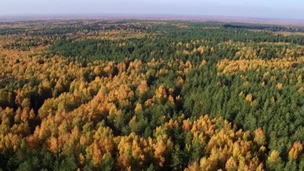 Vista aerea superiore autunno foresta mista — Video Stock