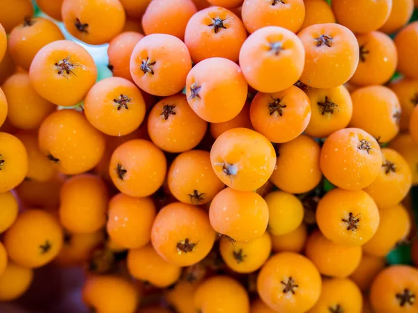 Rowan bando close-up — Fotografia de Stock