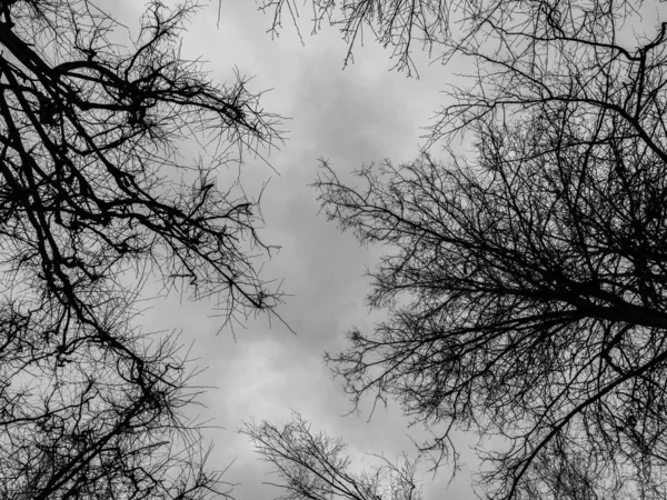 Branches of bare trees — Stock Photo, Image