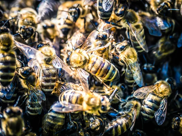 stock image Bees swarm at summer