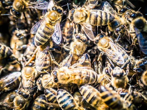 Pszczoły roją się latem — Zdjęcie stockowe