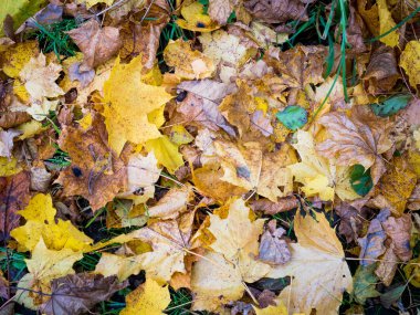 Sonbaharda sonbahar yaprakları