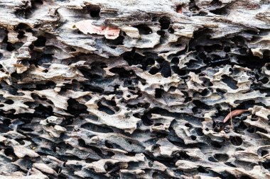 Ağaç kabuğu kabuk böcekleri tarafından yenir.