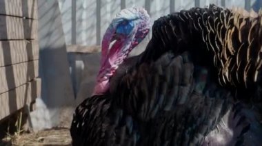 Hindi arıyor ve yazın çiftlikte otluyor.