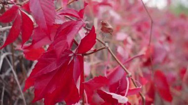Kırmızı üzüm yaprakları rüzgarda sallanıyor.