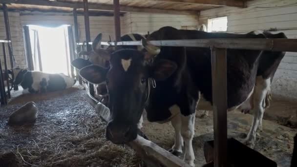 Uppfödningen av kor i gratis boskap stall — Stockvideo