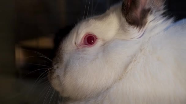 Белый милый кролик с красным глазом, крупным планом — стоковое видео