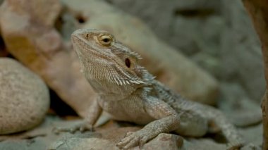 Hayvanat bahçesindeki kertenkelenin yakın çekim kahverengisi..