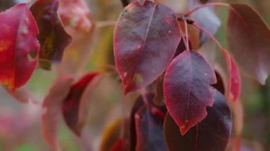 Sonbahar solmuş kırmızı renkli yapraklar gün boyunca rüzgarda titriyor..