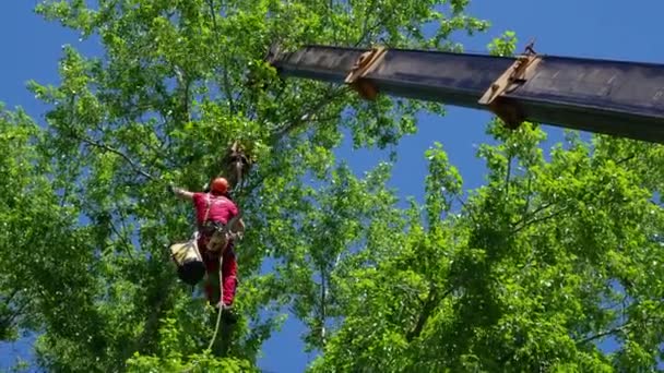 Arborist klimmer klimt op een kraan op een boom op een zomerdag — Stockvideo