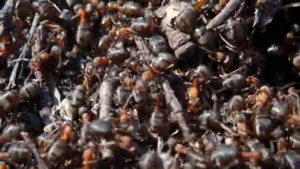 Formigas de madeira vermelha em seu ambiente natural — Vídeo de Stock