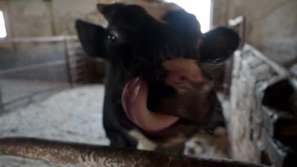 Εκτροφή αγελάδων στο στάβλο ελεύθερη κτηνοτροφία — Αρχείο Βίντεο