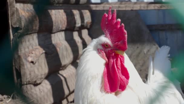 ไก่ขาวเลี้ยงในฟาร์มในช่วงวันฤดูร้อน — วีดีโอสต็อก