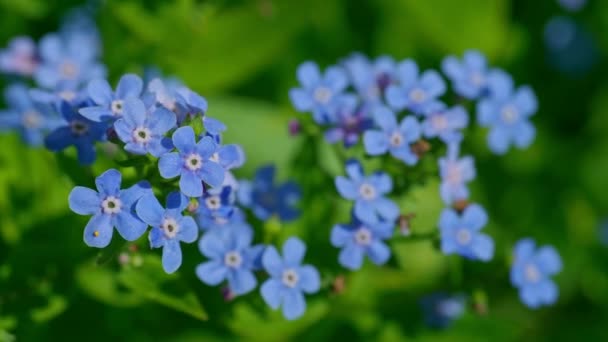 Primer plano de delicadas flores de geranio azul sobre un fondo verde . — Vídeos de Stock