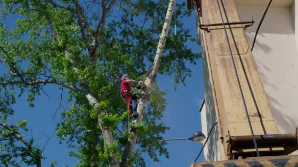 Арборист пилит деревья в городе в летний день — стоковое видео