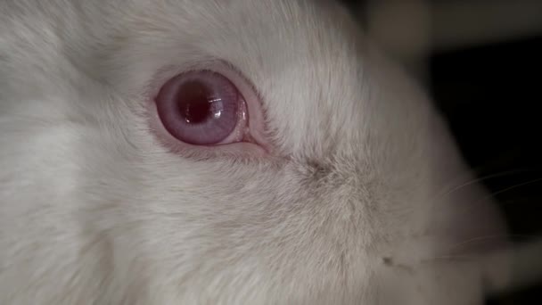 Lapin blanc câlin aux yeux rouges, gros plan — Video