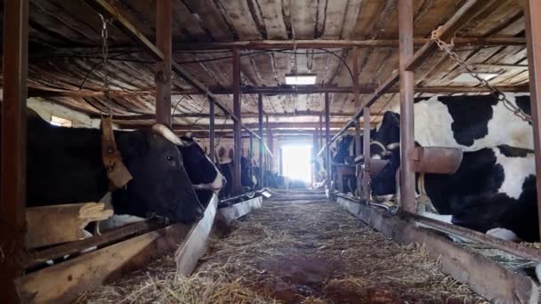 Разведение коров в бесплатном стойле для скота — стоковое видео