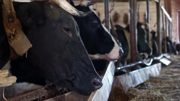 Розведення корів у притулку для худоби — стокове відео