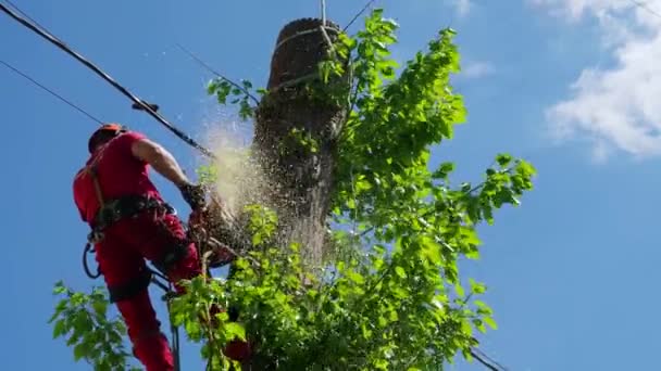 Arborist klimmer zaagt bomen in de stad op zomerdag — Stockvideo
