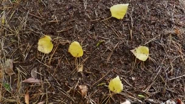 Formigas de madeira vermelha em seu ambiente natural — Vídeo de Stock