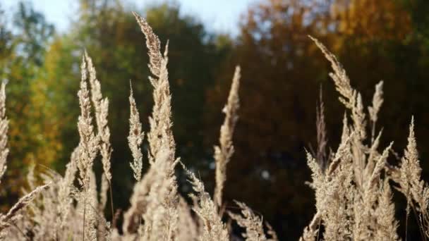 Lätta spikelets växter utvecklas och svajar i vinden. — Stockvideo