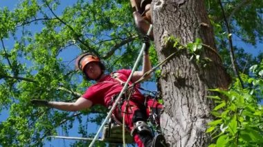 Yaz Gününde kentte ağaç tırmanışçısı çalışma sürecinde