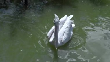 Beyaz Pelikan Kuşu Gündüz Gölde Yüzer