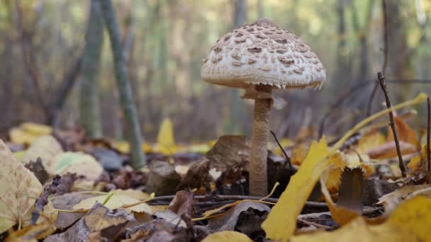 El hongo blanco crece en el bosque durante el día — Vídeos de Stock