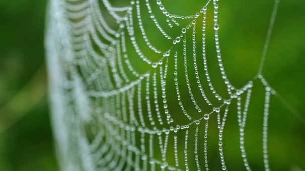 Close-up of a web in the dew in summer, which shakes from the wind. — Stock Video